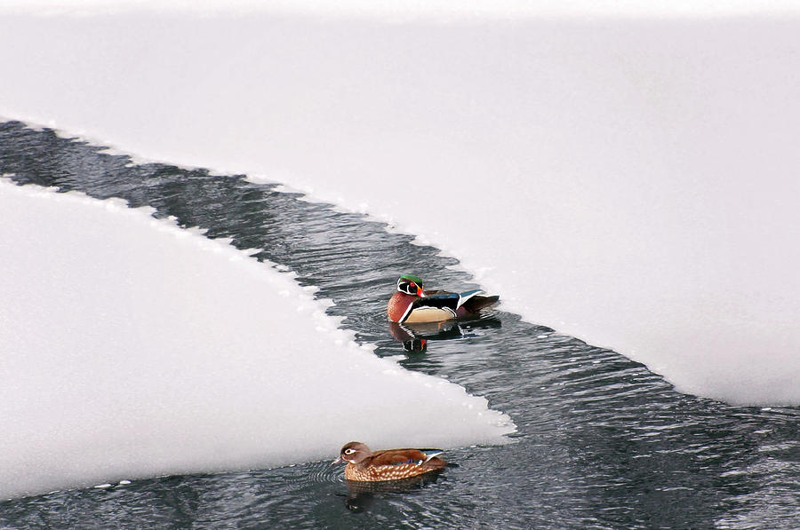 Wood Ducks in Early Spring Print Photograph by Gwen Gibson