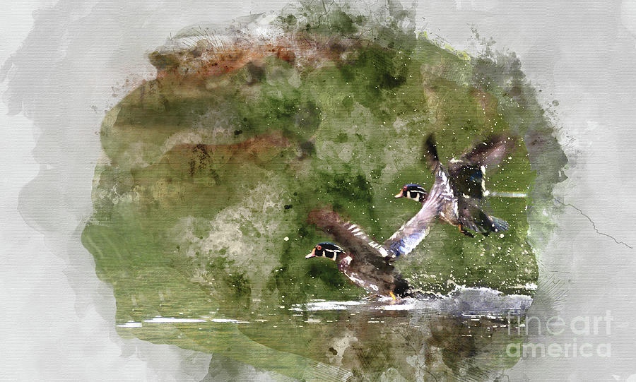 Wood Ducks in Flight Digital Art by Kathy Kelly