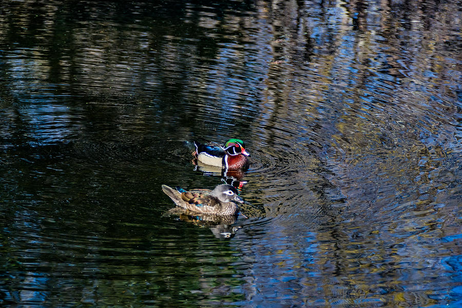 Wood Ducks Photograph by Jay Stockhaus