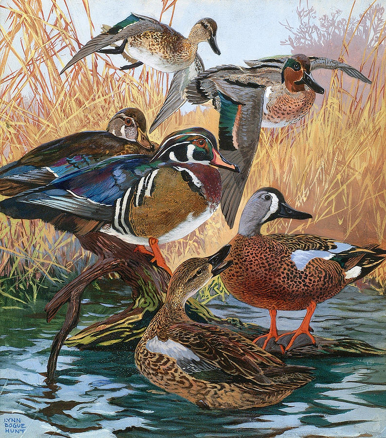 Wood Ducks Painting by Lynn Bogue Hunt