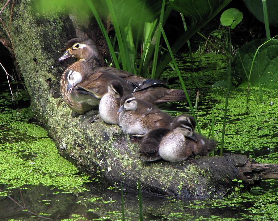 Wood Ducks on a Log Photograph by Ann Bridges