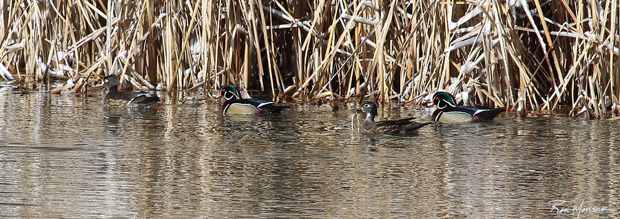 Wood Ducks on Rio Photograph by Ron Monsour
