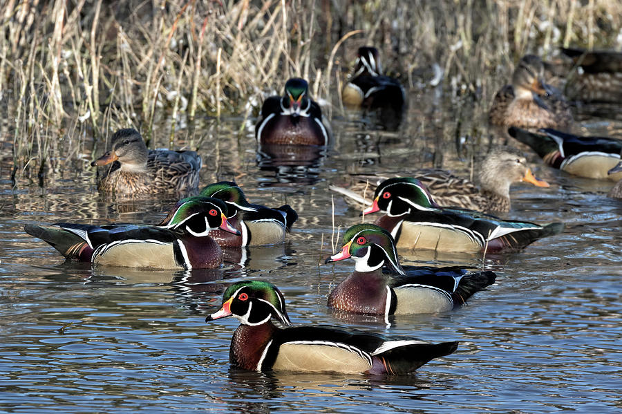 Wood Ducks on the Mill Pond Photograph by Kathleen Bishop