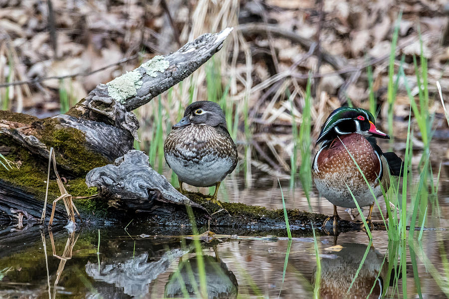 Wood Ducks Photograph by Paul Freidlund
