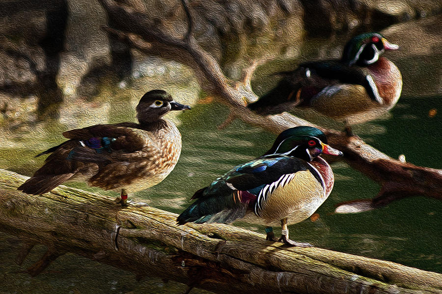 Wood Ducks Posing on a Log Photograph by Dennis Dame