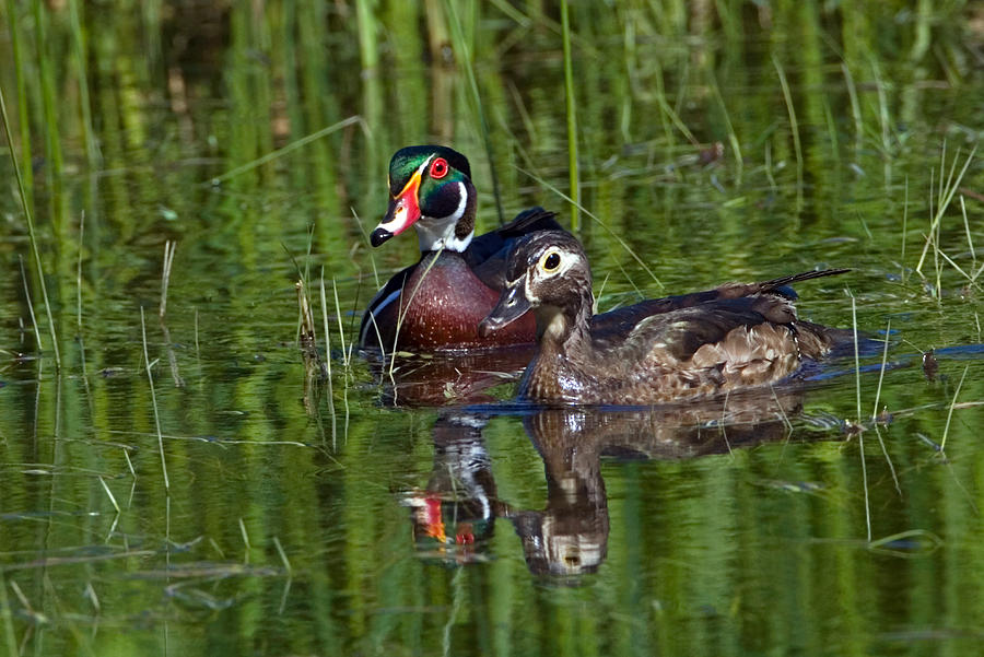 Duck Photograph - Wood Ducks by Randall Ingalls