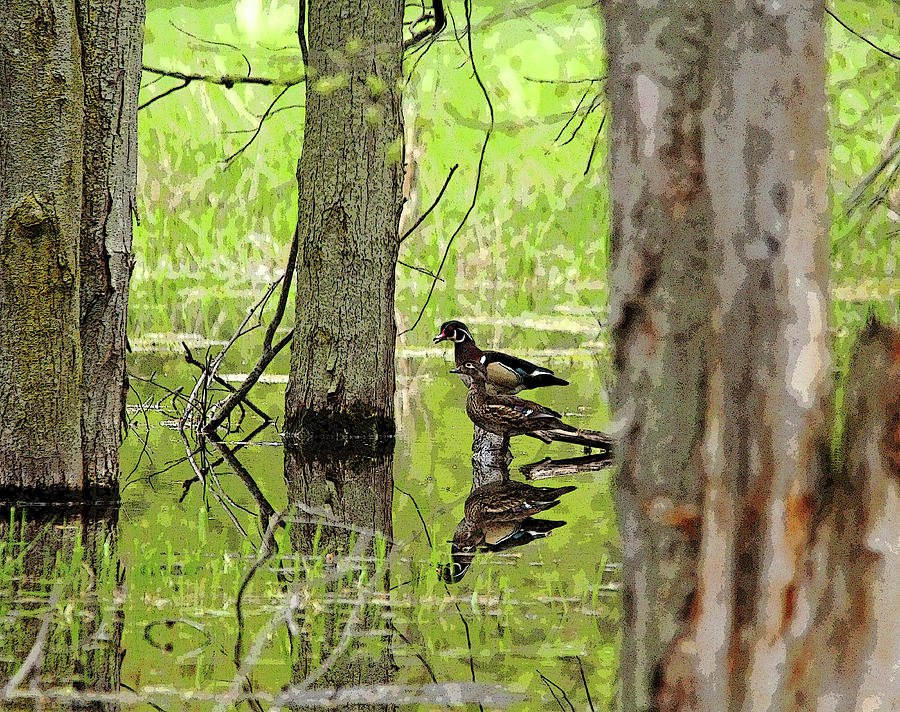 Wood Ducks Reflections Photograph by Debbie Oppermann