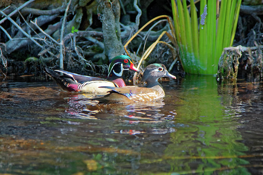 Wood Ducks Photograph by Sally Weigand