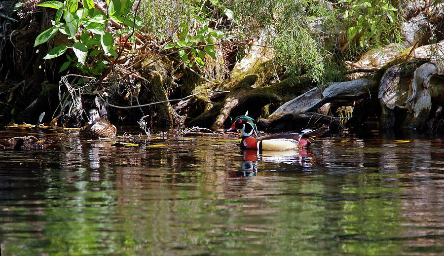 Wood Ducks Swimming Photograph by Sally Weigand