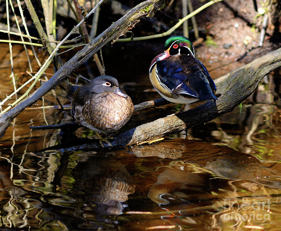 Wood Ducks Photograph by Terry Elniski