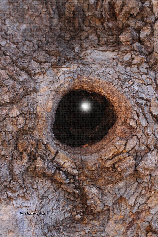 Wood Eye In The Forest Photograph by Tom Janca