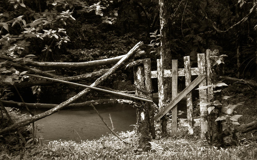 Wood Fence Photograph by Amarildo Correa
