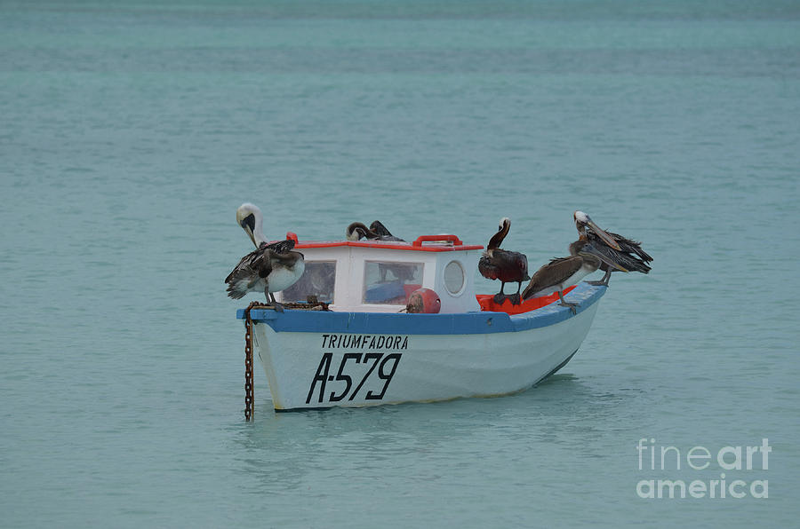 Wood Fishermans Boat with Pelicans on It Photograph by DejaVu Designs
