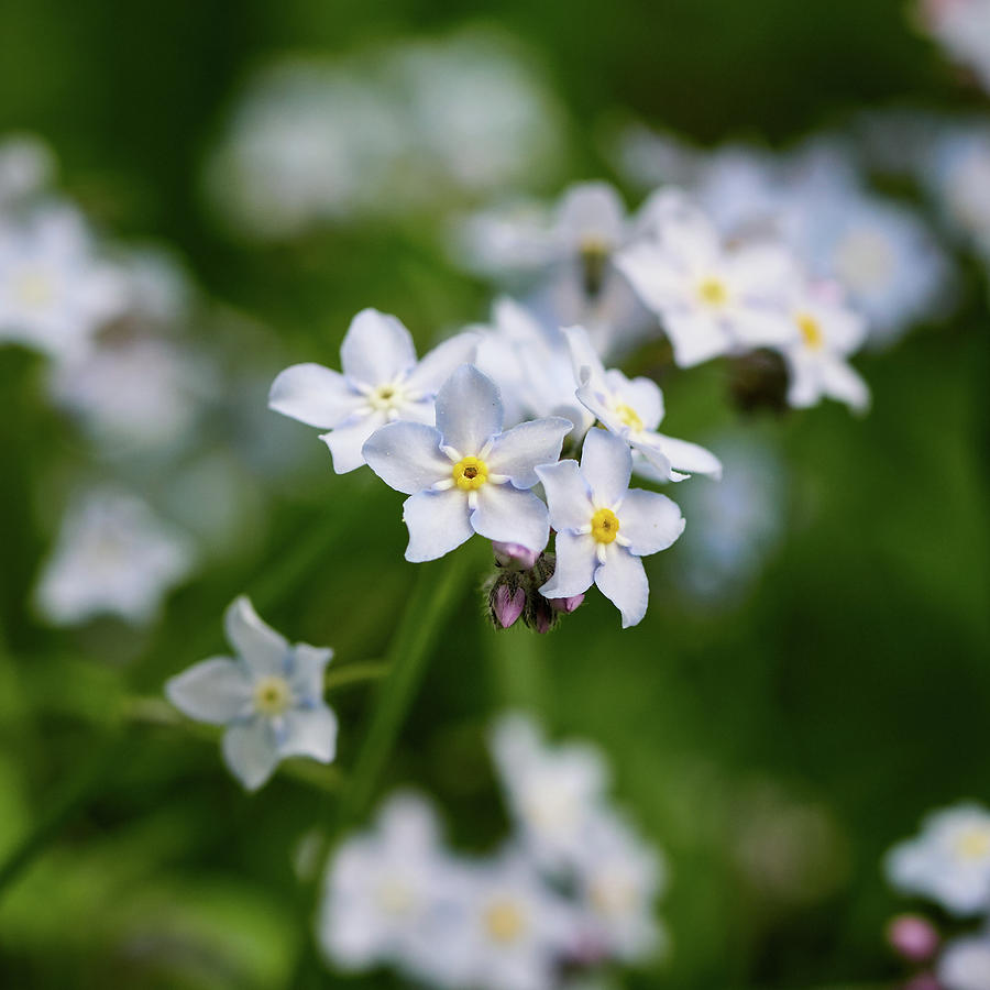 Wood forget me not Photograph by Jouko Lehto