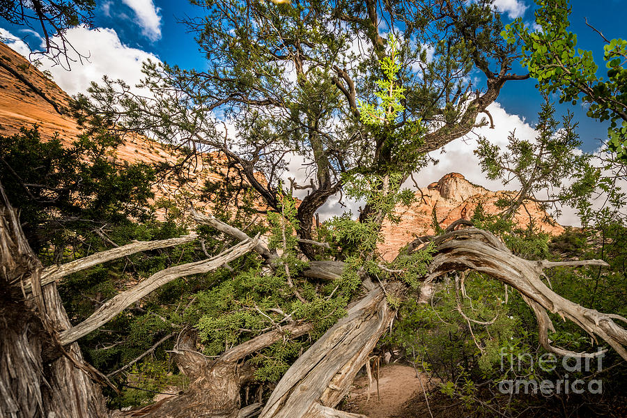 Wood Frame at Zion Photograph by Jim DeLillo