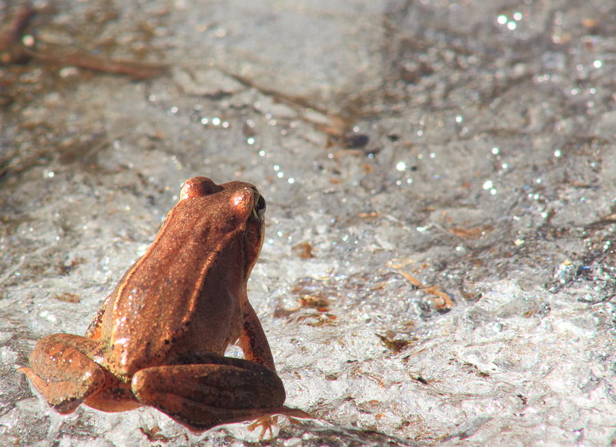 Wood Frog and Frozen Vernal Pool Photograph by John Burk