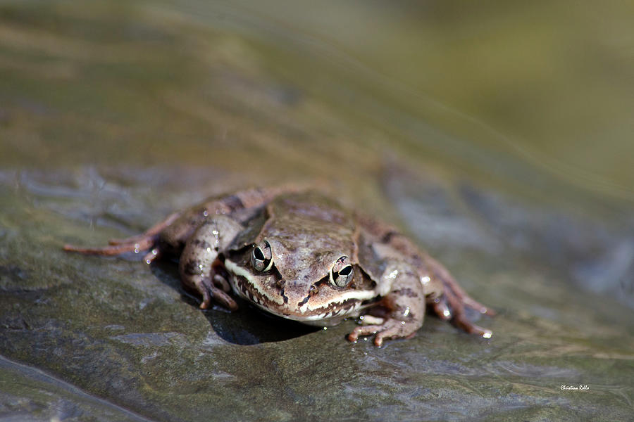 Wood Frog Close Up Photograph by Christina Rollo