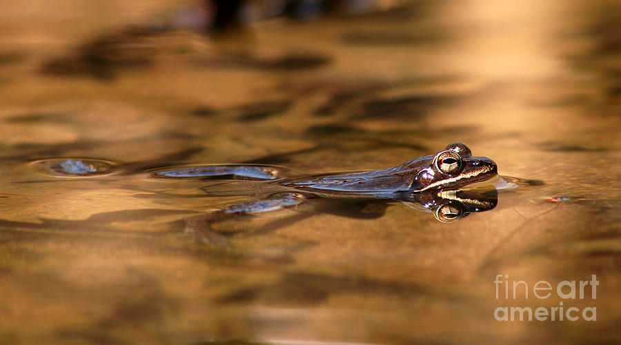 Wood Frog Reflecting On Golden Pond Photograph by Max Allen