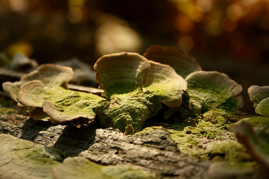 Wood Fungus Photograph by Karen Harrison Brown