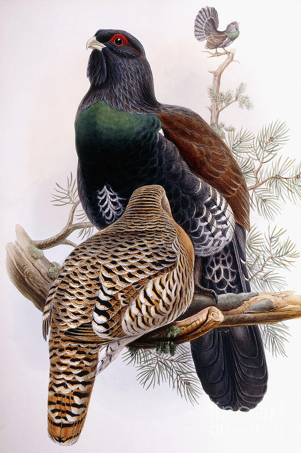 Wood Grouse Painting by Joseph Wolf and Henry Constantine Richter