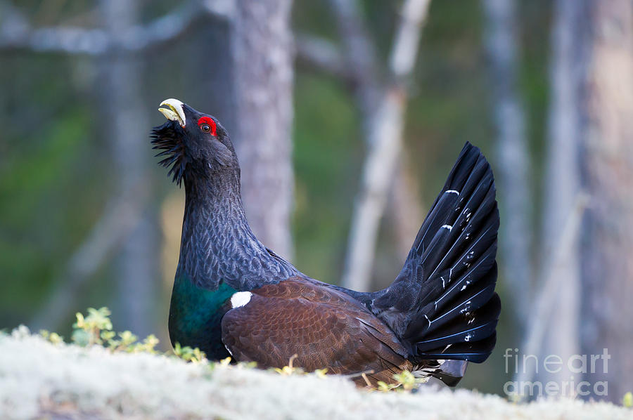Wood grouse Photograph by Torbjorn Swenelius