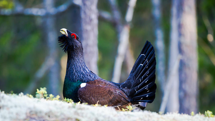 Wood grouse WS Photograph by Torbjorn Swenelius
