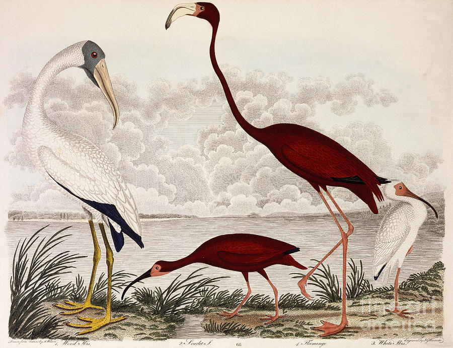 Wood Ibis, Scarlet Flamingo, White Ibis Painting by Alexander Wilson