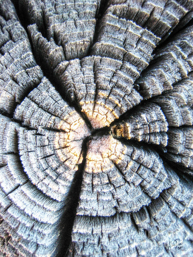 Wood In Macro #2 Photograph