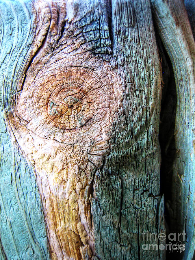Wood In Macro #4 Photograph