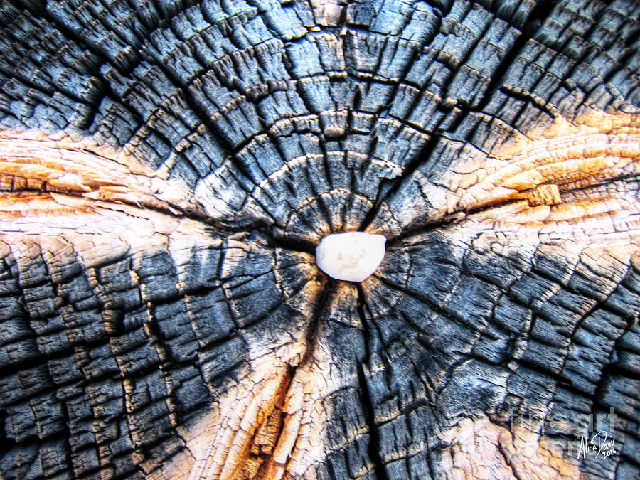 Wood In Macro #6 Photograph