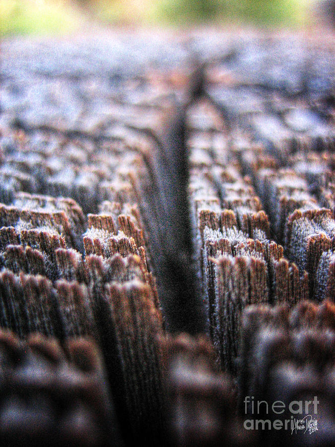 Wood In Macro #8 Photograph