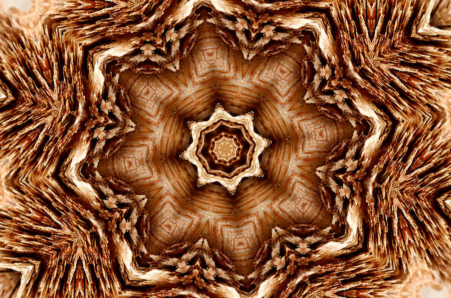 Wood Kaleidoscope Photograph by Morgan Carter