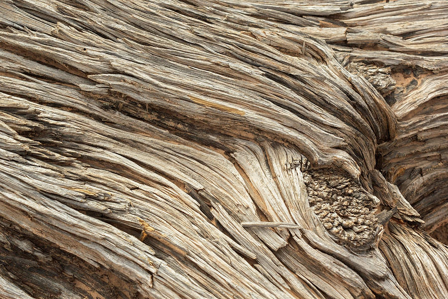 Wood Knot Photograph by Peter J Sucy