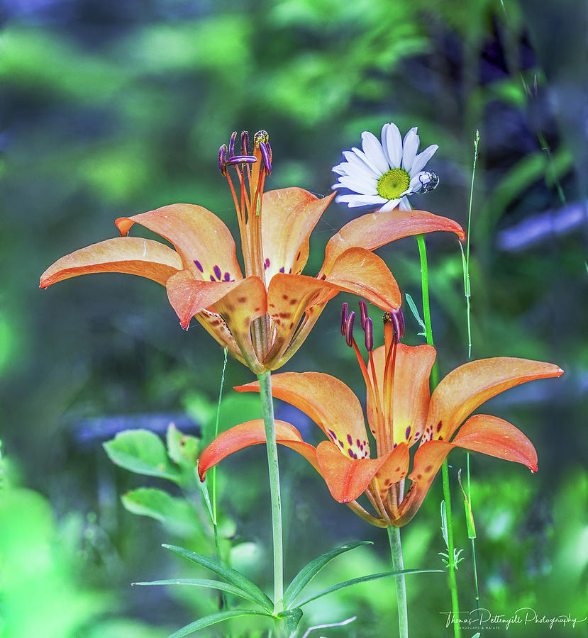 Wood Lilies Photograph by Thomas Pettengill