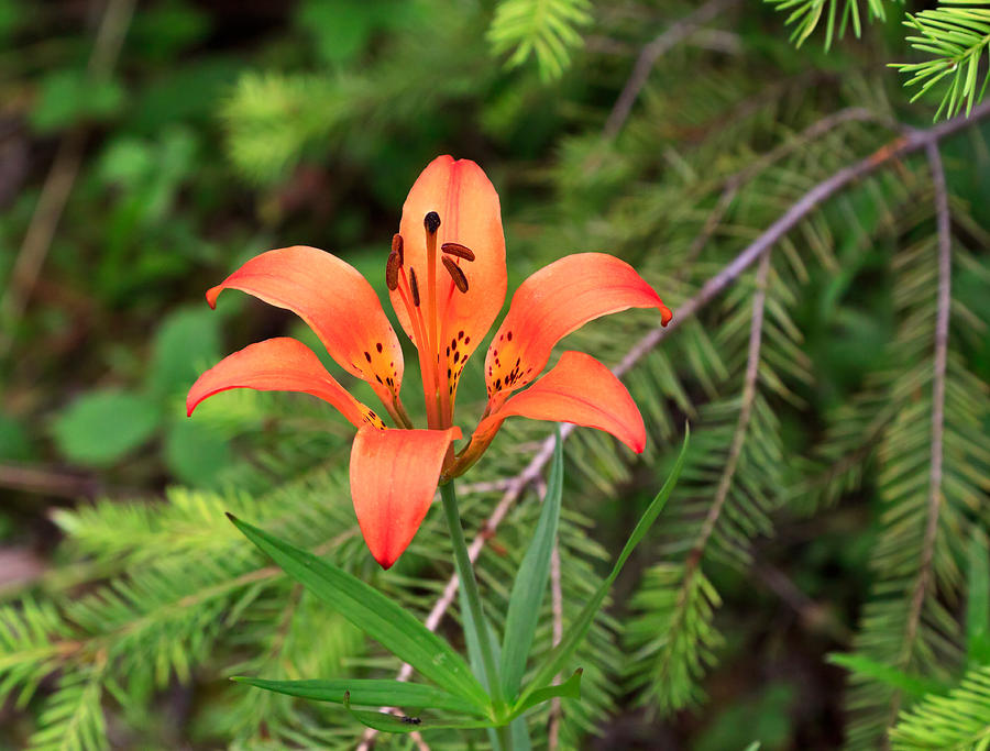 Wood lily also called Prairie lily or Western Red lily Photograph by Louise Heusinkveld