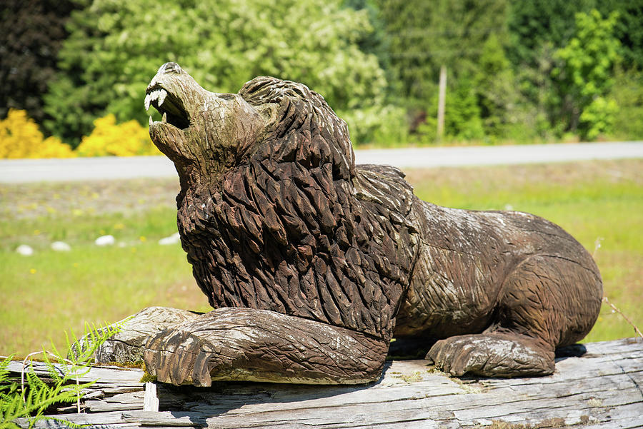 Wood Lion in Concrete Photograph by Tom Cochran