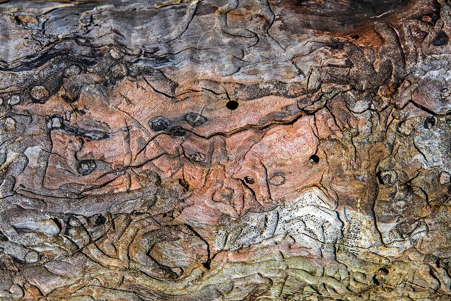 Nature Photograph - Wood Map by Ira Marcus