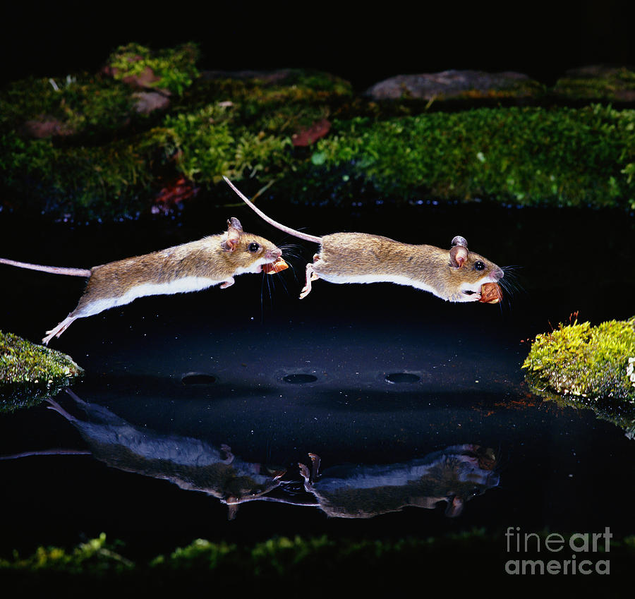 Wood Mouse Jumping Photograph by Erich Brand