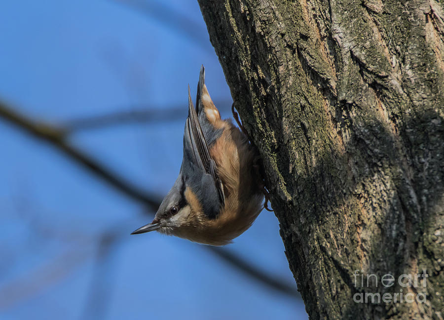 Wood Nuthatch Photograph by Eva Lechner