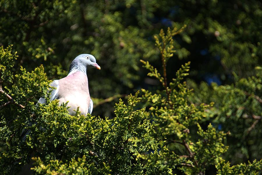 Wood pigeon Photograph by Chris Day