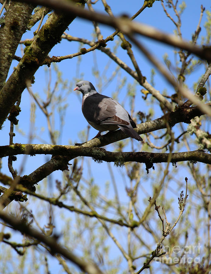 Wood Pigeon Donegal Photograph
