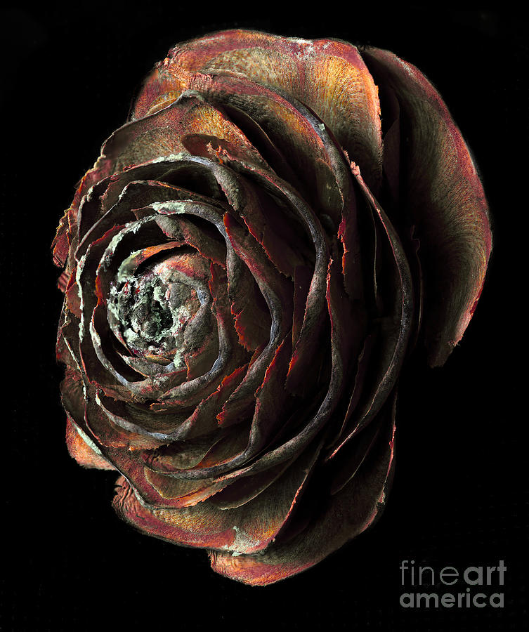 Wood Rose Photograph by Russell Brown