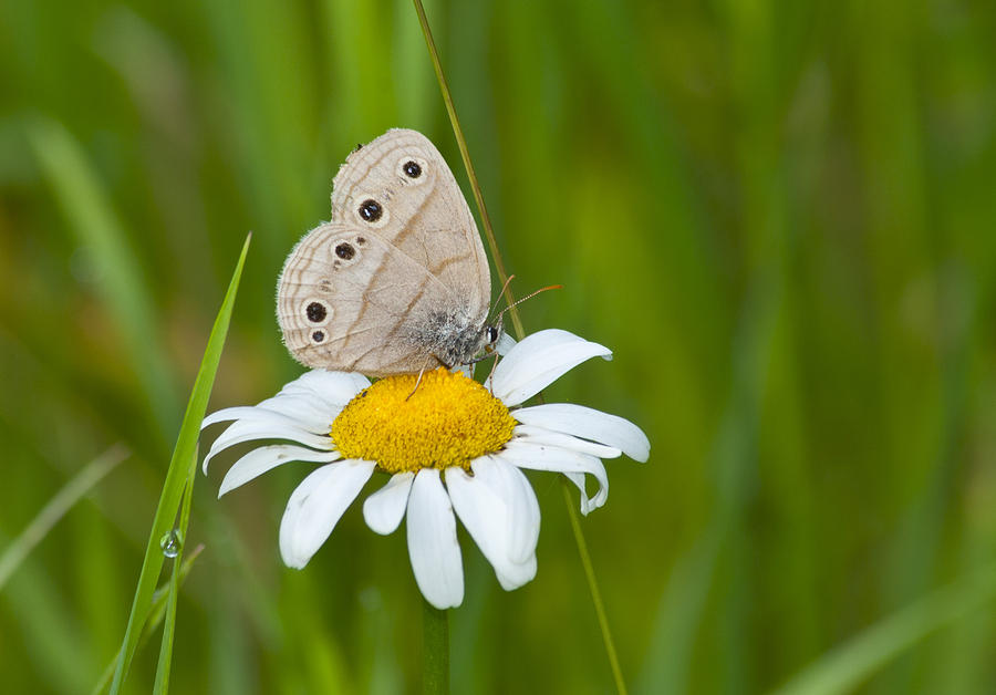 Wood Satyr on a Daisy Photograph by Michael Peychich