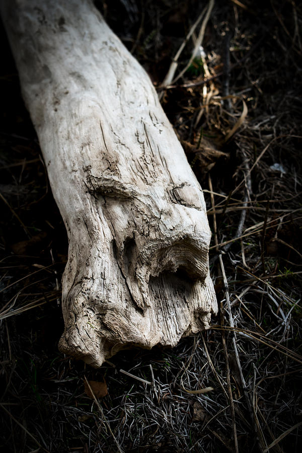 Wood Spirit 2 Photograph by Cathy Mahnke