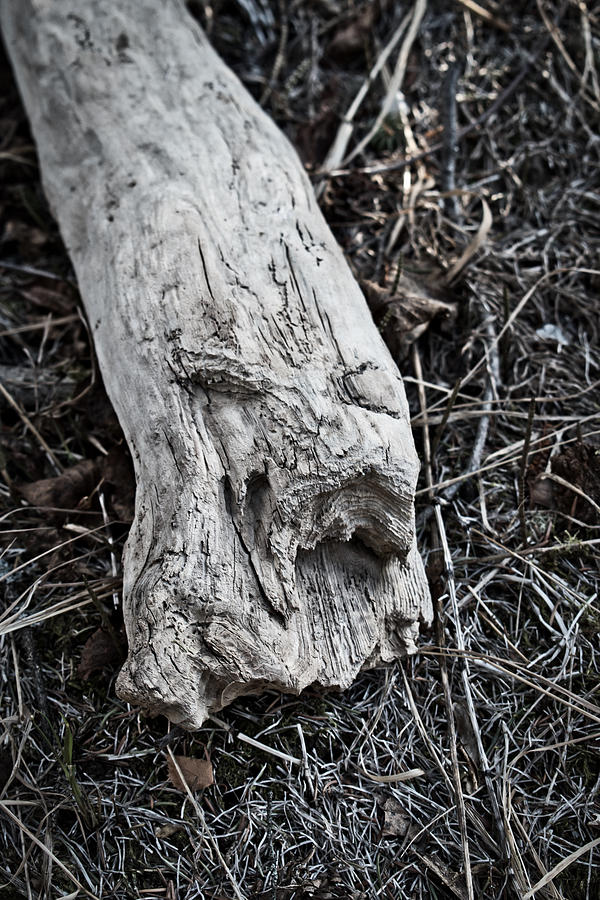 Wood Spirit Photograph by Cathy Mahnke