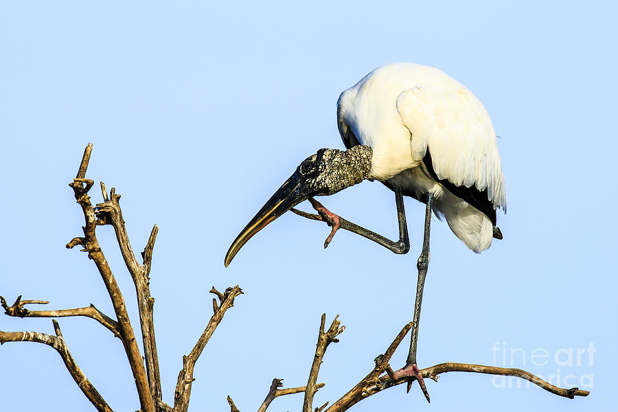 Wood Stork 2 Photograph by Ben Graham