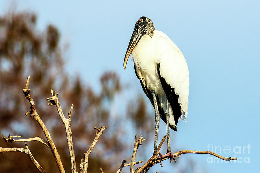 Wood Stork 4 Photograph by Ben Graham