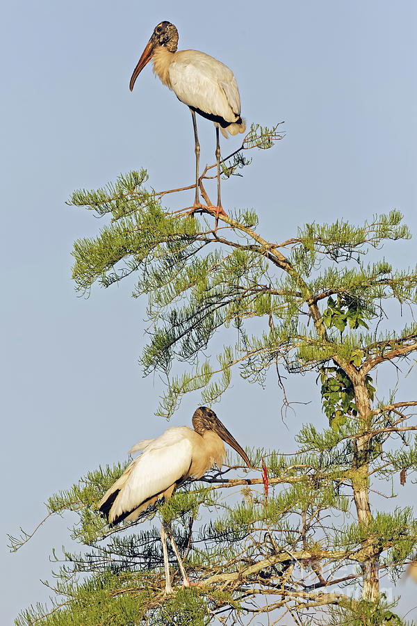 Wood Stork at Sunset Photograph by Natural Focal Point Photography