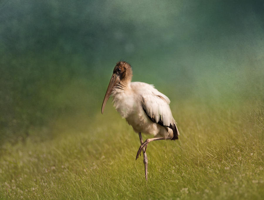 Wood Stork - Balancing Photograph by Kim Hojnacki