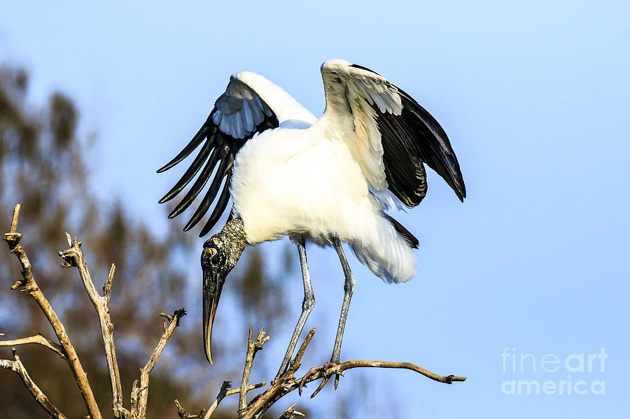 Wood Stork Photograph by Ben Graham